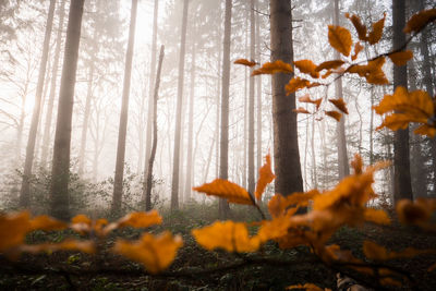 Close-up of autumn trees in forest during winter