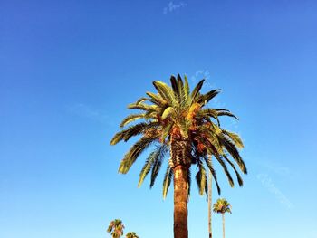 Low angle view of palm trees against blue sky