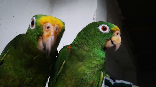 Close-up of parrot in cage