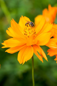 Close-up of honey bee on flower