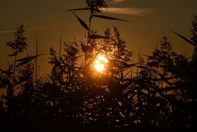 Sunlight streaming through silhouette trees during sunset