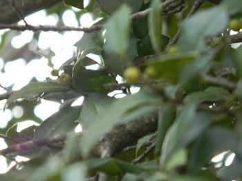 Close-up of leaves on plant