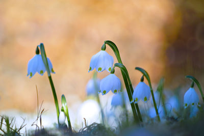 Close-up of flowering plant on field