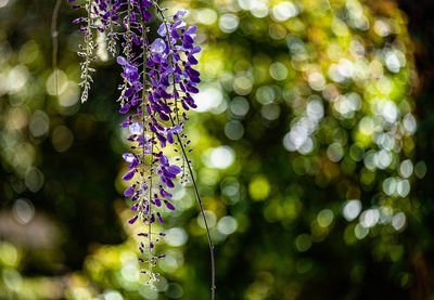 Close-up of wisteria