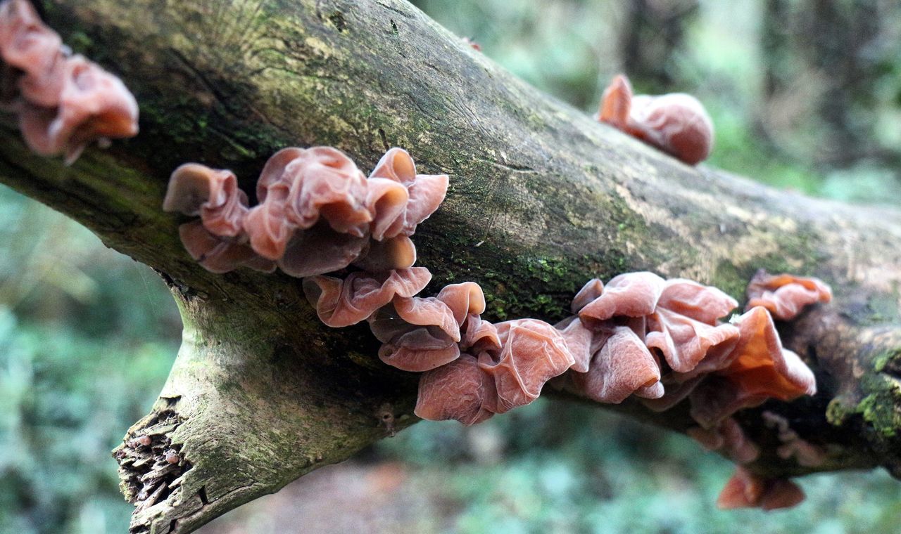 CLOSE-UP OF MUSHROOMS ON TREE TRUNK