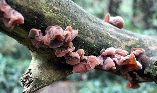 Close-up of mushrooms growing on tree trunk