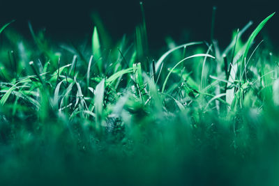 Close-up of grass on field at night