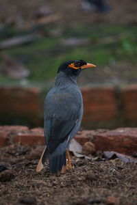 Close-up of bird perching on a land