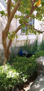 Man sitting by plants against trees