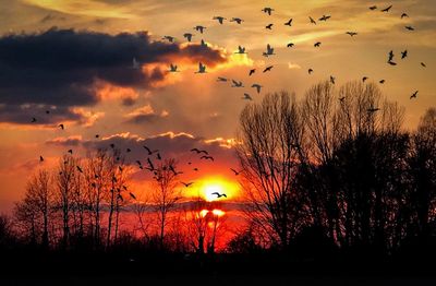 Silhouette birds against sky during sunset