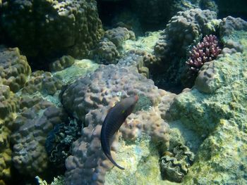 Close-up of fish in sea