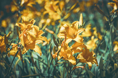 Close-up of yellow flowering plant on field