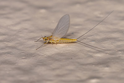 Close-up of butterfly on floor