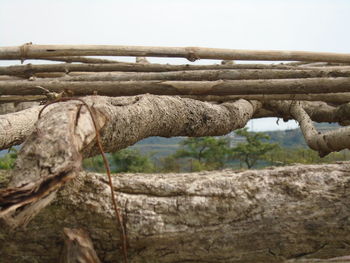 Close-up of landscape against clear sky