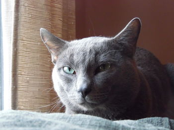 Close-up portrait of a cat