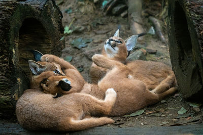 Wild cats resting in forest