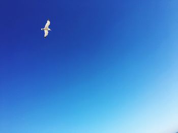 Low angle view of seagull flying in sky