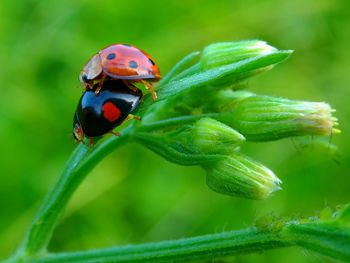 Close-up of ladybug on plant