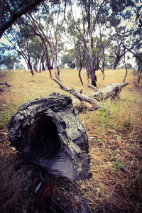 View of tree trunk on field