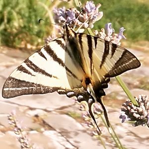 Close-up of butterfly pollinating flower