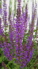 Close-up of purple lavender flowers on field