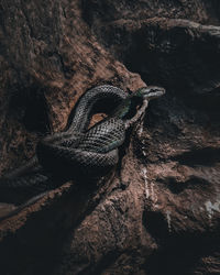 Close-up of snake on rock