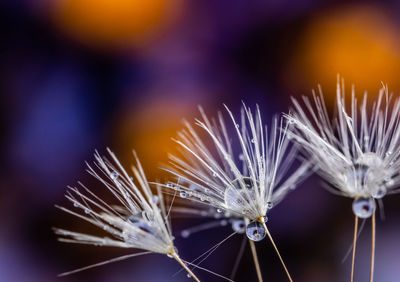 Close-up of dandelion against blurred background
