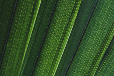 Full frame shot of green leaf