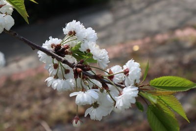 Close-up of white cherry blossom tree