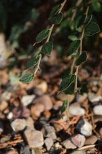 Close-up of leaves