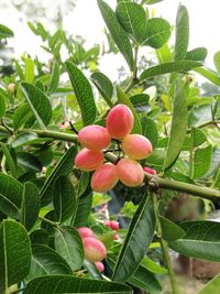 Close-up of red berries growing on tree