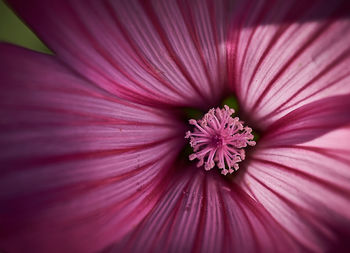 Full frame shot of pink flower