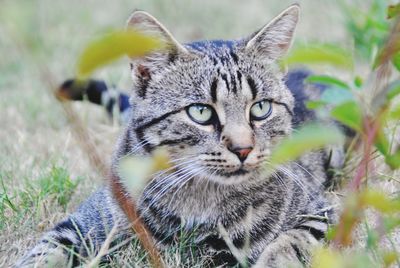 Close-up portrait of cat on field