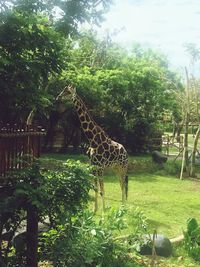 View of giraffe on field