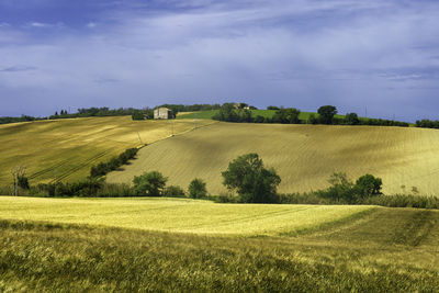 Scenic view of agricultural field against sky