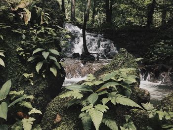 Scenic view of waterfall in forest