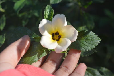 Close-up of hand holding flowering plant