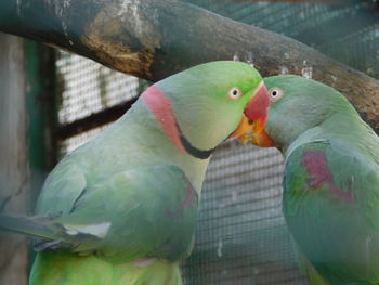 Close-up of parrot