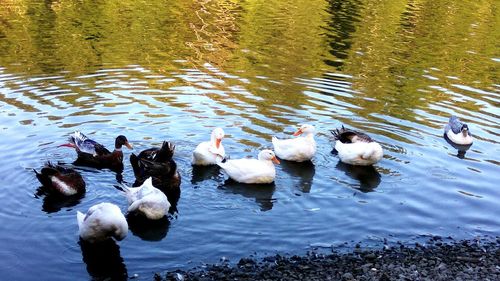 High angle view of ducks in lake