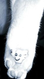 Close-up of white cat