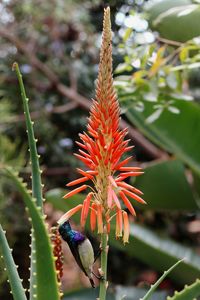 Close-up of red flowering plant