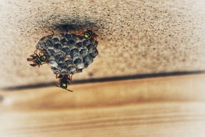 Close-up of bee