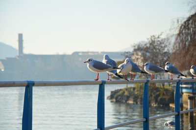 Seagulls perching on railing by sea against clear sky