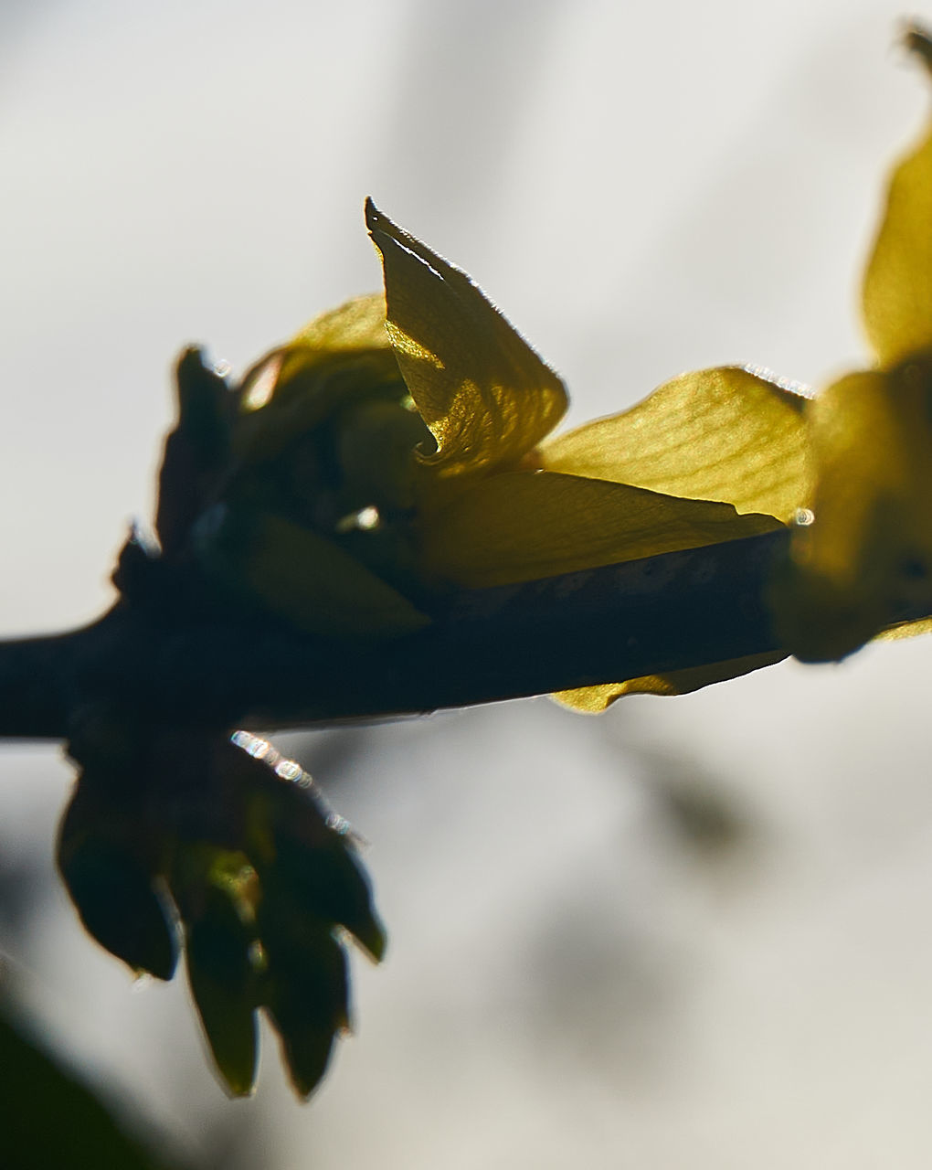 CLOSE-UP OF YELLOW FLOWERING PLANT