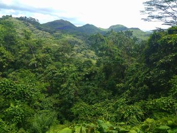 Scenic view of forest against sky