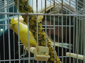 Close-up of bird perching in cage