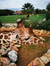 View of giraffe on field