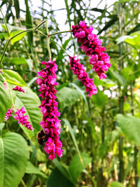 Close-up of pink flowering plant