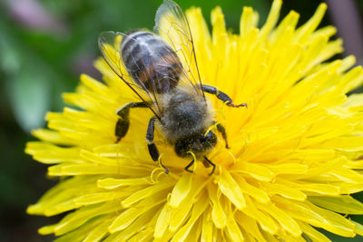 Close-up of bee pollinating flower