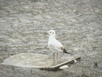 Seagull perching on railing